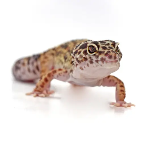 How To Know If Your Leopard Gecko Is Ready To Mate