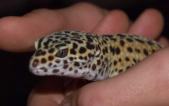 Feeding Your Juvenile Leopard Gecko