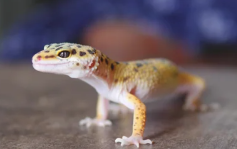 Why Is My Leopard Gecko Breathing Fast?