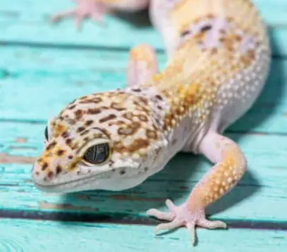 Why Is My Leopard Gecko Dragging His Back Legs