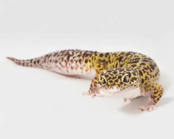 Why Is My Leopard Gecko Laying Flat?