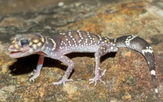 Why Does A Leopard Gecko Wag Its Tail?