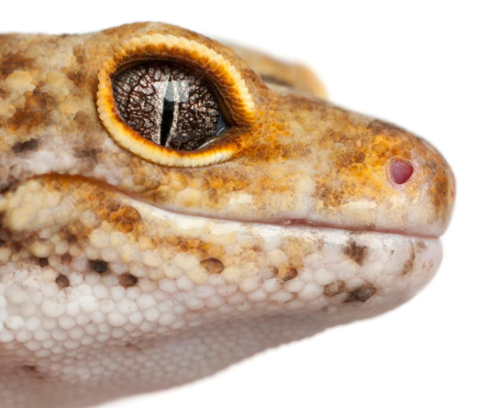 Why Does A Leopard Gecko Have One Eye Closed?
