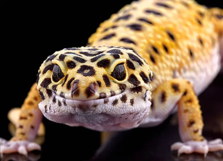 What Can Live With A Leopard Gecko?