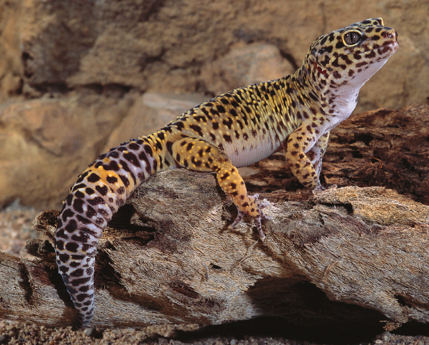 The Shedding Process On Leopard Geckos