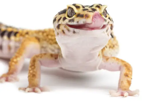 How To Tell If Leopard Gecko Eggs Are Fertile