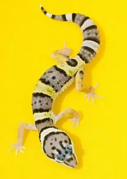 How Fast Is A Leopard Gecko?