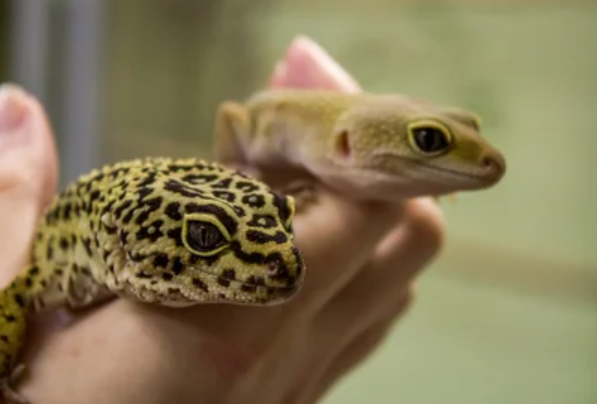 How Long Can You Leave A Leopard Gecko Alone?