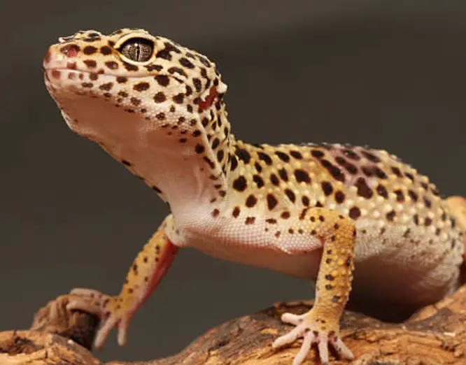 Can Leopard Geckos Get Impacted By Crickets?