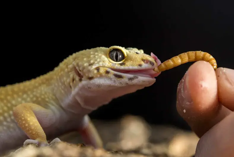 How To Tell Leopard Gecko's Age