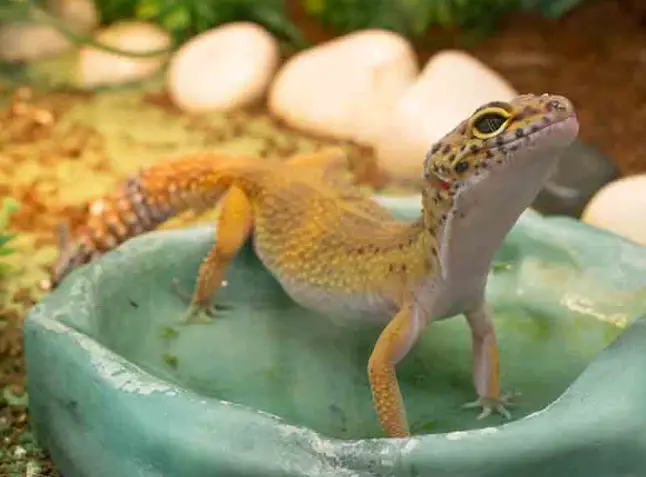 Can Leopard Gecko Change Color?