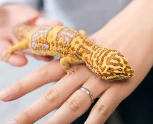 Signs Of Aggression In Leopard Geckos