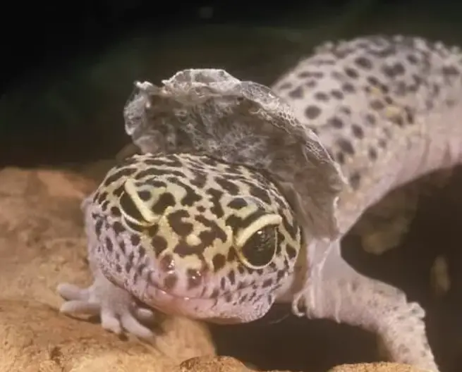Potential Risks Of Exposing Leopard Geckos To Direct Sunlight