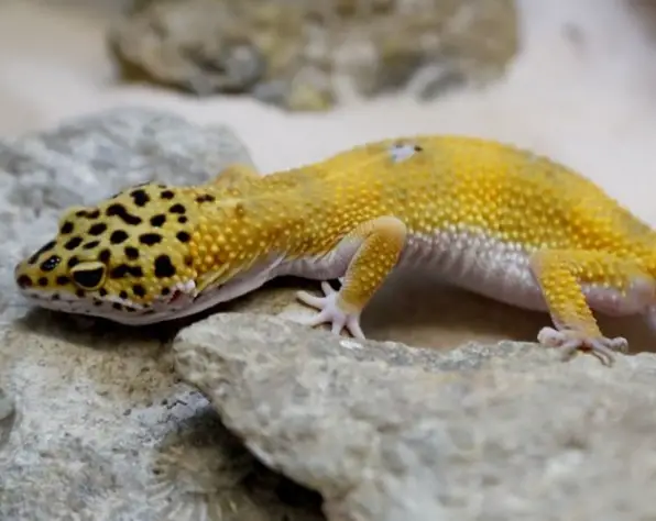 How To Treat A Leopard Gecko With Stuck Shed