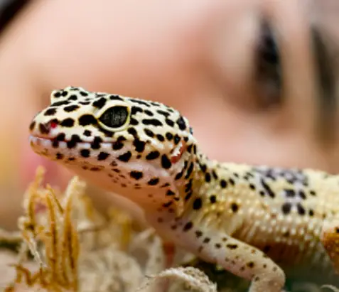 How To Clean Leopard Gecko's Water Dish