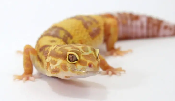 How To Prevent Respiratory Infections In Leopard Geckos