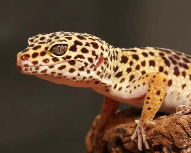 How To Treat Leopard Gecko With Parasites