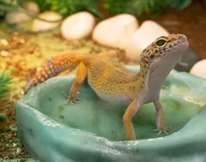Common Mistakes Of Leopard Gecko Owners