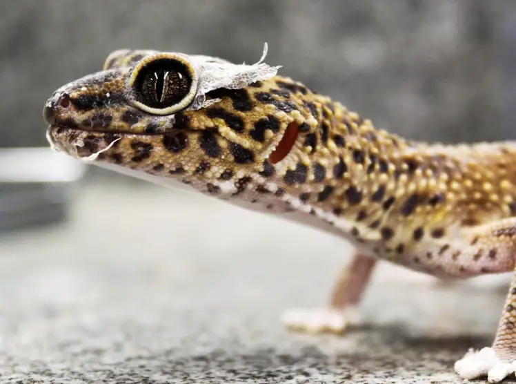 Can Leopard Gecko Survive On A Vegetarian Diet?