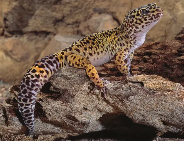 Signs Of Metabolic Bone Disease In Leopard Geckos