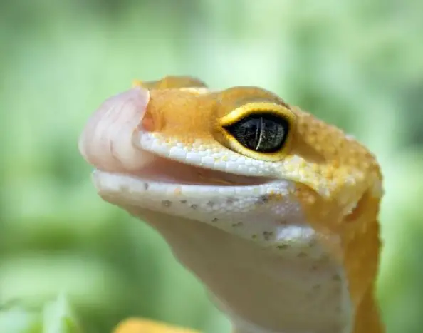 Can Leopard Geckos Be Kept In Outdoor Habitats?