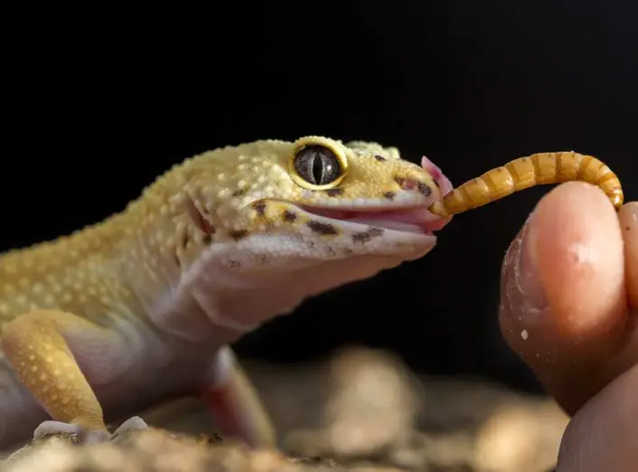 How to Tell If Your Leopard Gecko is Sick