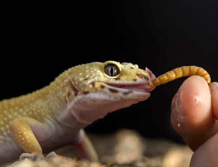 Can Leopard Geckos Be Fed Solely On An Insect Diet?