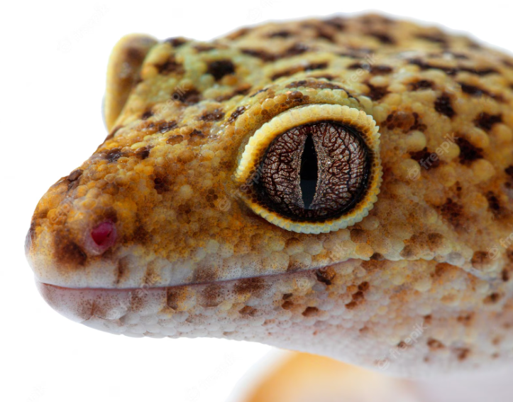 How To Know If Your Leopard Gecko Is Overweight