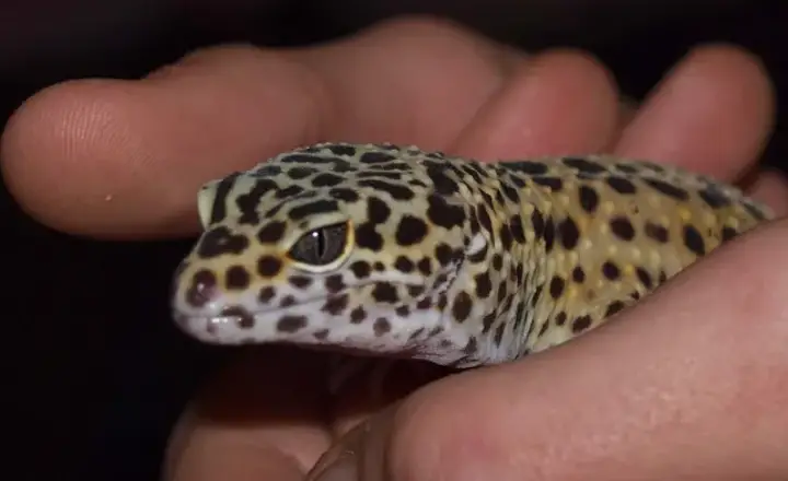 How to Make a Bioactive Leopard Gecko Tank