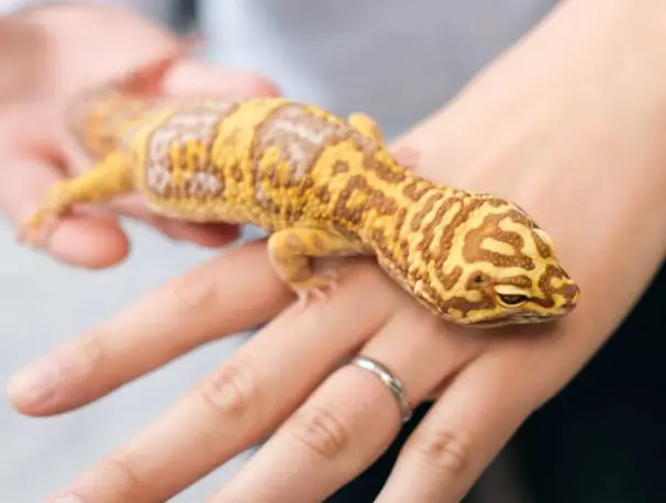 How To Bond With Your Leopard Gecko?