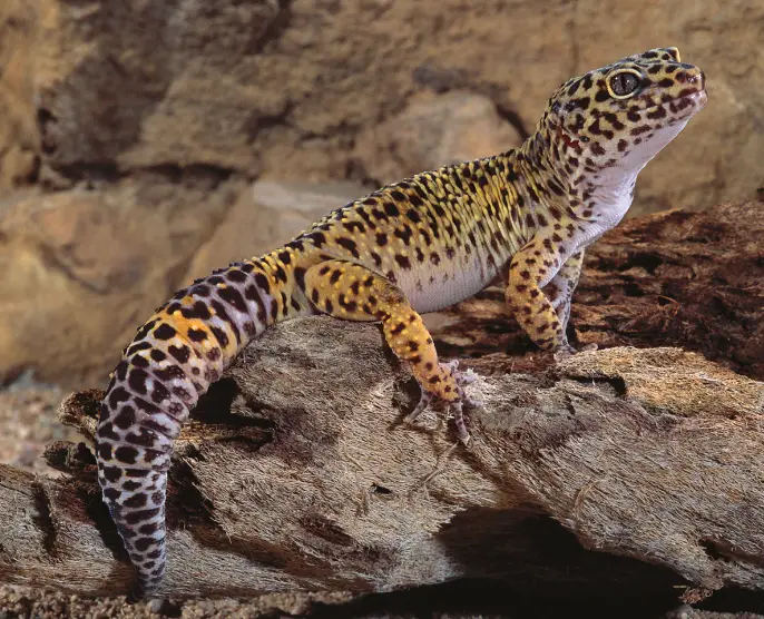 How to Play with Your Leopard Gecko