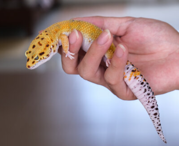 Common Health Problems Of Leopard Geckos