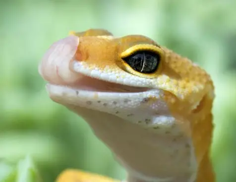 How To Prevent Fungal Infections In Leopard Geckos