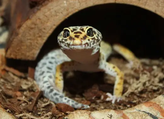 Can Leopard Gecko Gets Depressed?