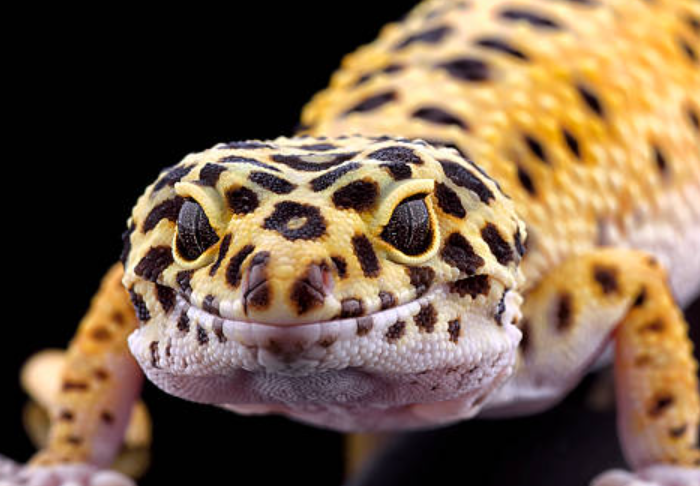 How To Prevent Leopard Gecko From Getting Impacted By Superworms