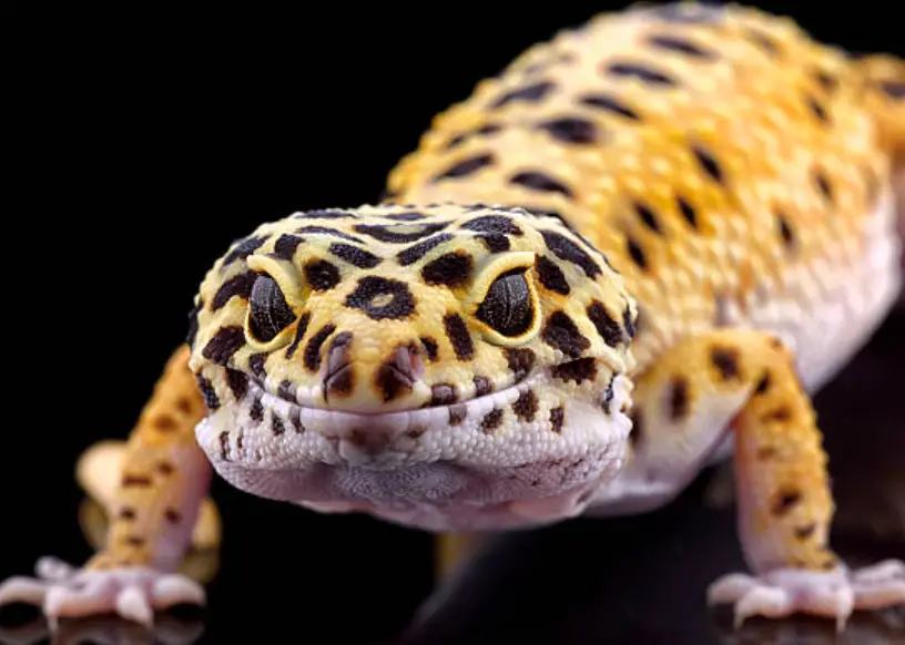 How To Prevent Your Female Leopard Gecko From Becoming Egg-Bound
