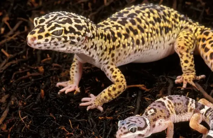 Why Is My Leopard Gecko Digging?