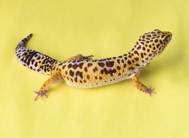 How Big Does A Leopard Gecko Get?