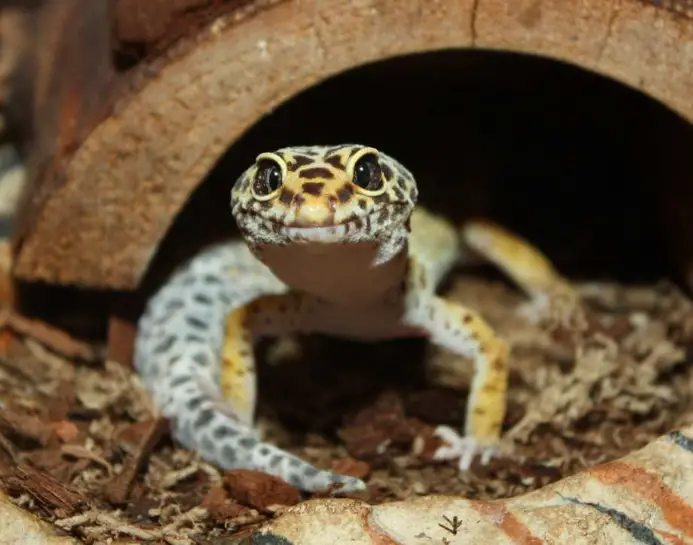 How To Clean A Leopard Gecko’s Tank