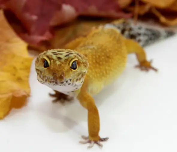 How To Incubate Leopard Gecko Eggs