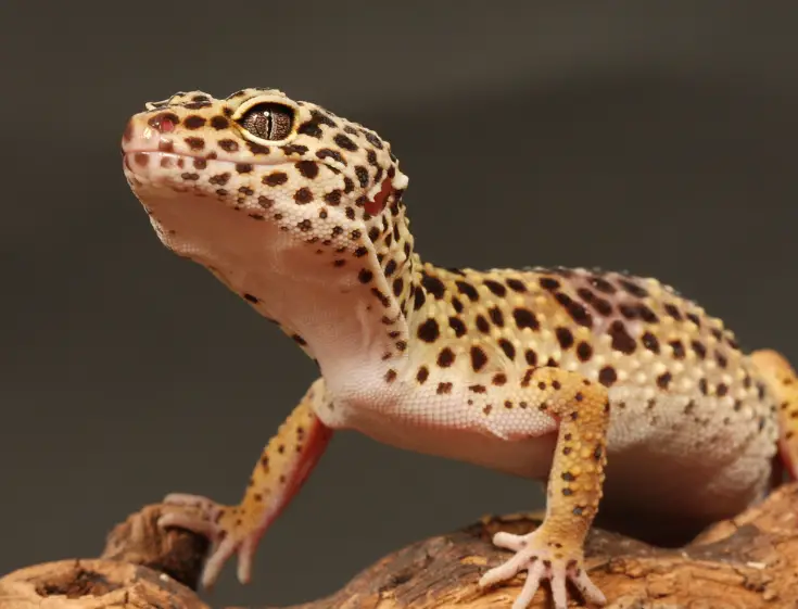 Can Leopard Gecko Get Fleas?