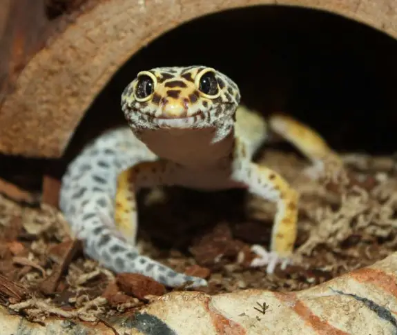 How To Take Care Of Your Leopard Gecko During Power Outage