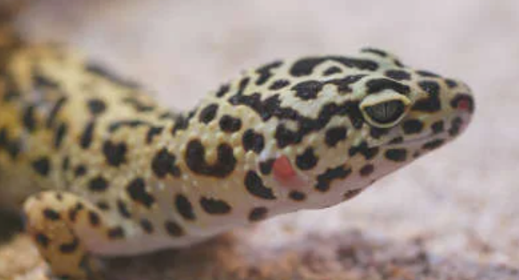 Why Do Leopard Geckos Throw Up?