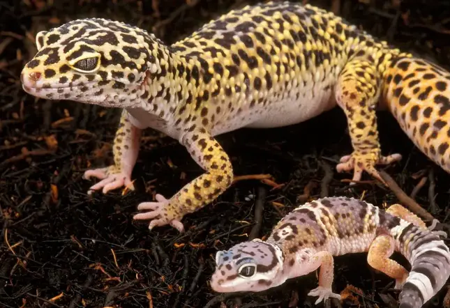 How To Create Breeding Set Up For Leopard Geckos