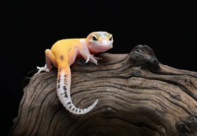 How To Tell If A Leopard Gecko Is Pregnant