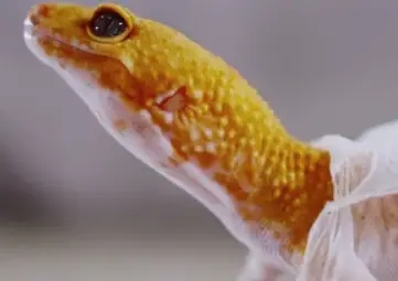 Can Leopard Geckos Eat Dead Insects?