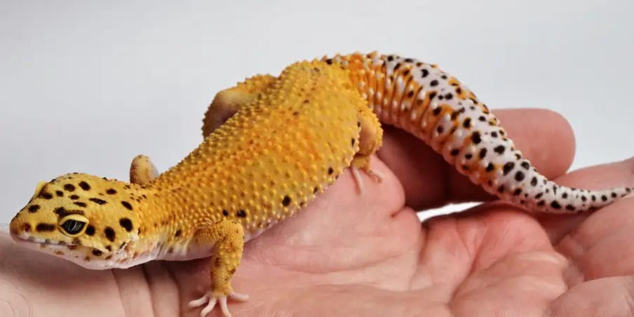 How To Travel With Your Leopard Gecko