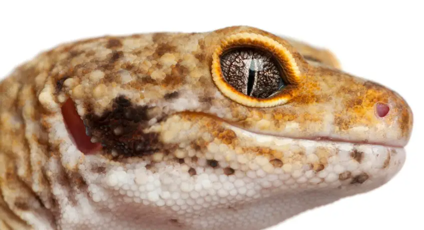 Can Leopard Geckos Get Injured By Heat Lamp?