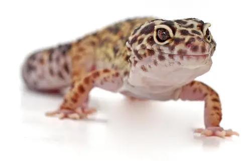 Can Leopard Geckos Breed With Other Species Of Geckos?